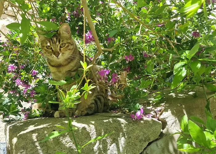 La Bulle Carree - Centre Historique Medieval -